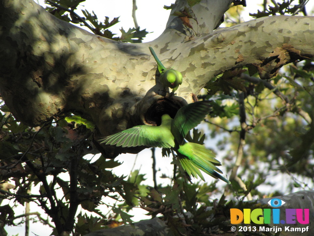 SX31115 Parrots in botanical garden